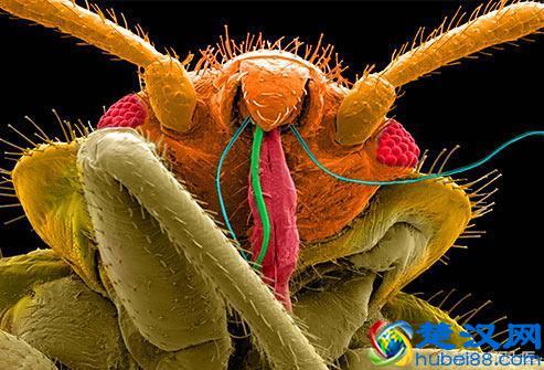  臭虫怕什么样的除虫剂（教你怎么消除床上的臭虫）