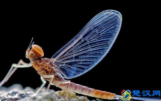  蜉蝣是什么动物（蜉蝣吃什么）