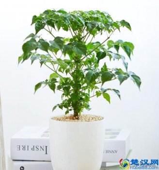 冬季室内幸福树怎么养?掌握好这3点,幸福树开的非常茂盛