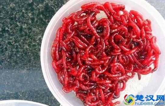  红虫怎么养殖不会死？这些妙招钓鱼人必知