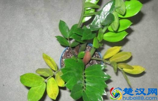  冬天金钱树叶子发黄怎么办？莫慌，三招快速解决