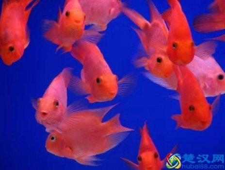  鹦鹉鱼怎么养长得快最红？新手教程教学