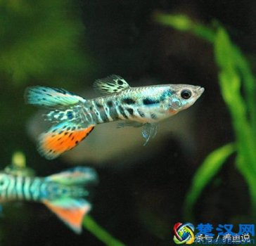  孔雀鱼怎么养长的快？养鱼达人把饲养技巧教给你