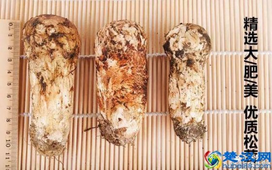  松茸怎么吃最好？松茸做法大全分享（每种都非常有营养）