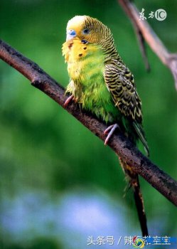  虎皮鹦鹉怎么养才亲人？养鸟老大爷总结四个喂养注意事项（新手必看）