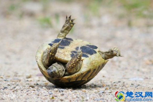  家养小乌龟怎么分公母？三个方法秒分