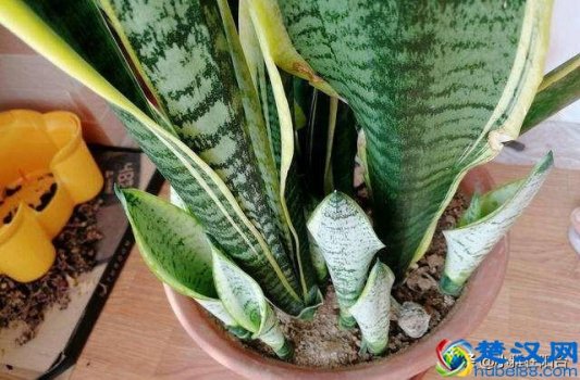  虎皮兰怎么养殖才会茂盛？爆盆快就靠这个小技巧了