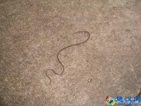  铁线虫是什么动物，铁线虫真的会入侵人体吗？