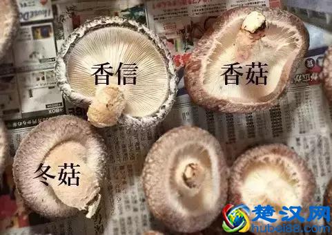  冬菇是什么菇，深入了解“七大菇，八大益”