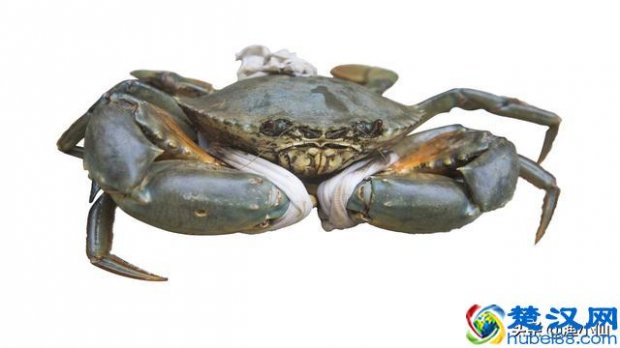  蟹膏是什么颜色的东西，99%不知道蟹膏与蟹黄有何区别