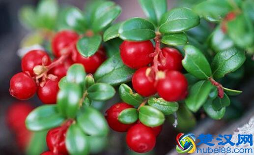  蔓越莓水果是什么味道（“北美红宝石”蔓越莓都有哪些神奇作用）