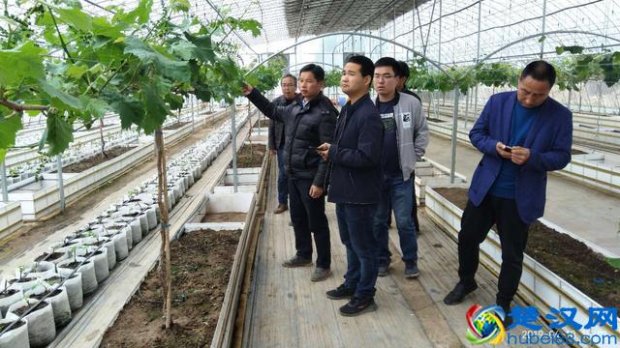  硝酸钾是什么东西，有何副作用（解读硝酸钾在植物营养中的优秀作用）