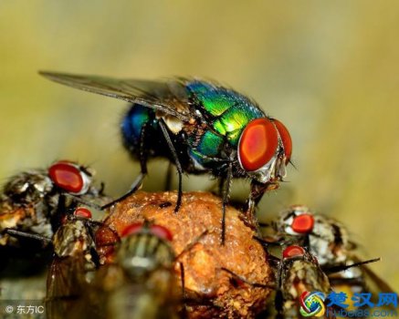  苍蝇怕什么气味和东西（几样常见的小物品把苍蝇蚊子全赶跑）