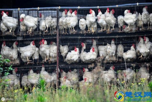  东北养殖什么本钱最低(农村最兴旺的养殖业项目)