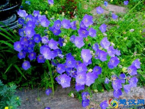  丹麦风铃草是多年生吗，丛生风铃草有哪些