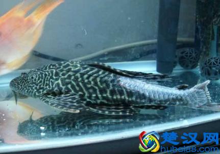  清道夫是什么鱼？清道夫鱼为什么不能吃