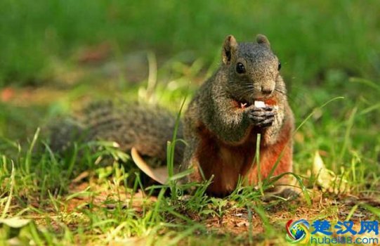  松鼠吃什么成本低（松鼠多少钱一只）