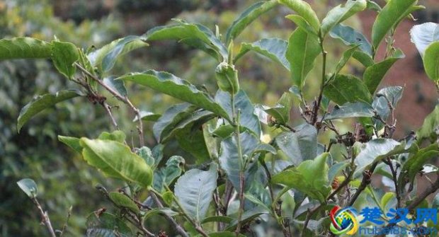  茶叶种植需要什么条件（茶叶树种植要什么条件才长得好）