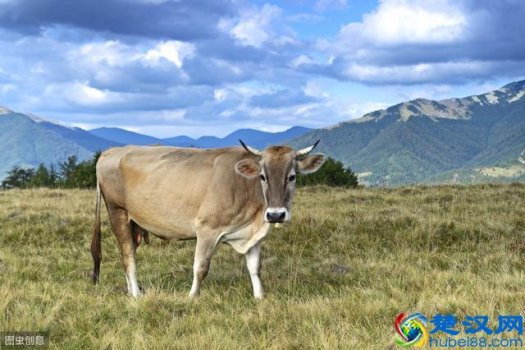  中国养殖业十强排名，盘点中国养殖业现状及未来发展趋势