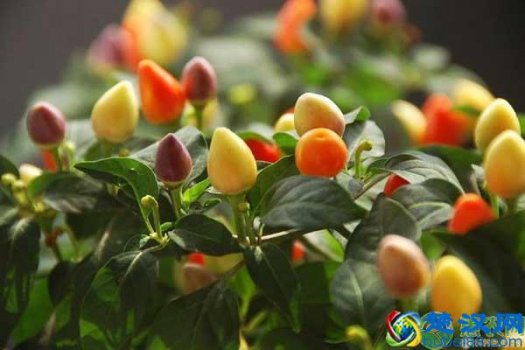  现在什么蔬菜有前景（有机蔬菜的发展前景如何）