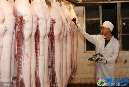  一头成年猪多少钱（市场一头猪能卖多少钱）