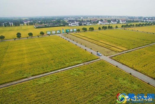  一亩是多少平方米（一亩地是多少米乘多少米）