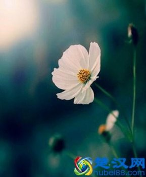 知足常乐什么意思(什么才叫知足常乐)