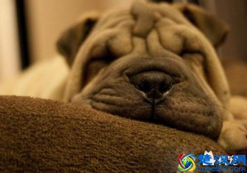  半夜狗为什么会叫？狗不停的叫预示着什么