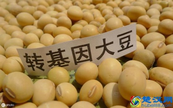 什么是转基因食品?转基因食品的特点有哪些