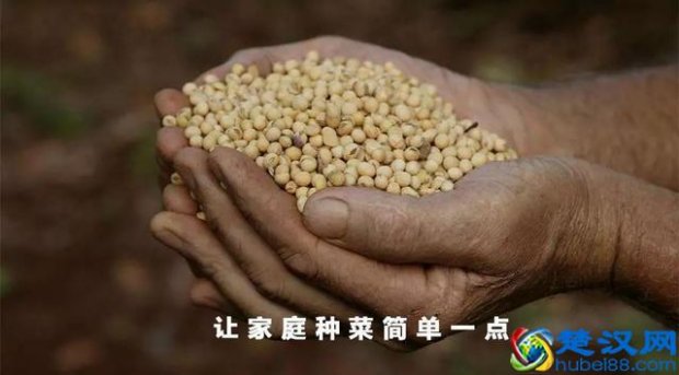 转基因和非转基因是什么意思?教你一招分辨