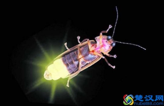 萤火虫为什么会发光？萤火虫的特点是什么