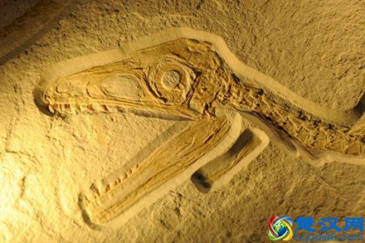  什么是化石？化石是怎么形成的？