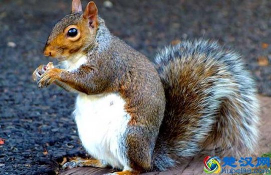 动物的尾巴有什么作用?作用大着呢