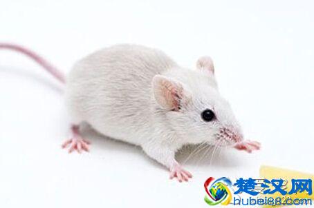  小白鼠吃什么食物？