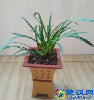  兰花冬天怎么养？花农教你养护技巧