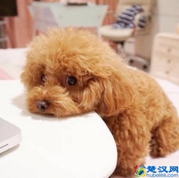  什么狗最聪明通人性（这9种狗好驯养又温柔）