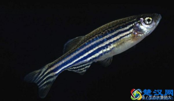  红蓝斑马鱼怎么养（一升水养几条斑马鱼）