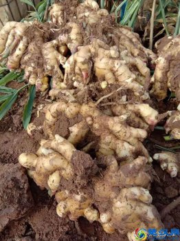  山东姜最新价格，山东二号姜亩产量多少