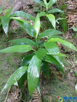  中药淡竹叶的功效，淡竹叶的性味与功效