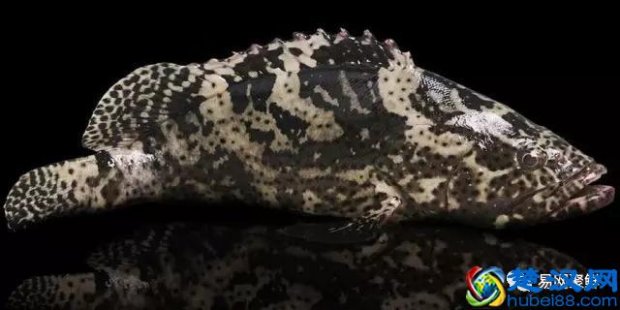  粗斑魔尾鱼有什么好处，无尽之海鳐鱼钓不到了