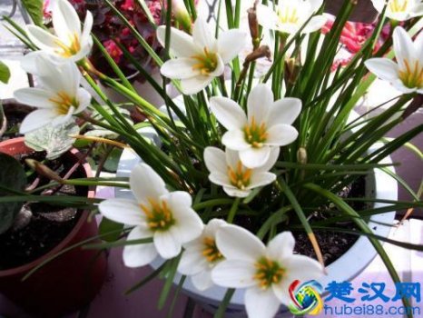  八月开什么花（这“8种”花，都是8月份开）