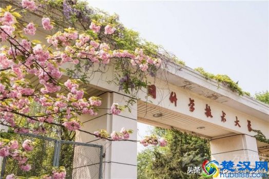  樱花什么时候开（樱花开花的季节是什么时候）