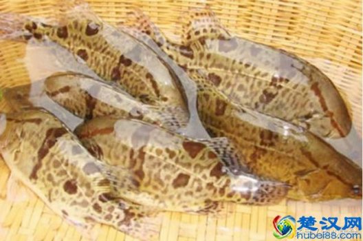  淡水鱼什么鱼好吃（国内最好吃的淡水鱼）