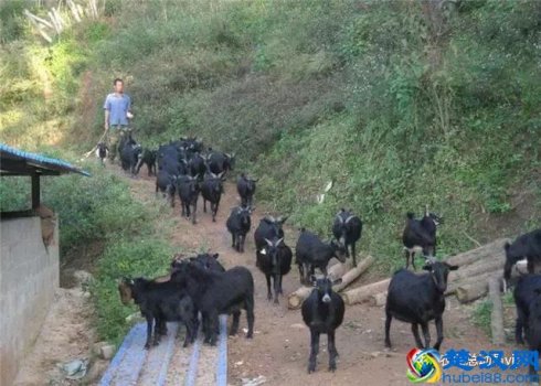  什么是养殖场（养殖场怎么才算规范）