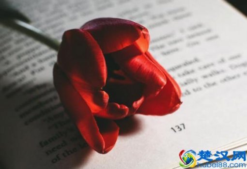 唐僧是什么意思(网络唐僧是什么意思)