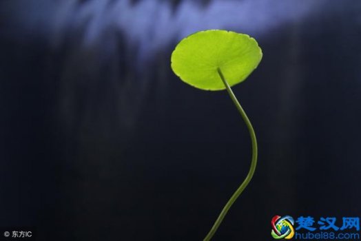  三支一扶是什么(三支一扶发展前景怎么样）