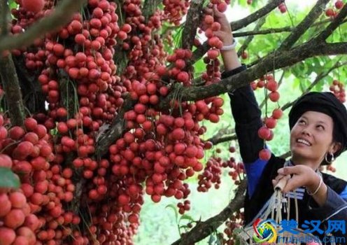  南方有什么水果特产（南方水果大全）