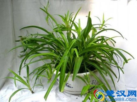 新装修的房子放什么植物可以除甲醛(推荐6种最适合去除甲醛的植物)