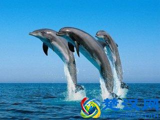  海豚音怎么练成的(海豚音是天生的还是练的)