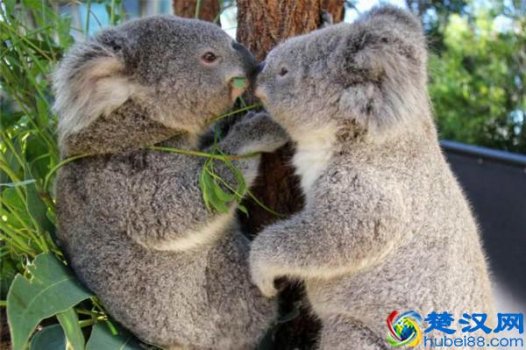  考拉是什么动物的别名（考拉睡觉各种姿势大全）